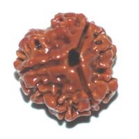 Three Mukhi RUdraksha